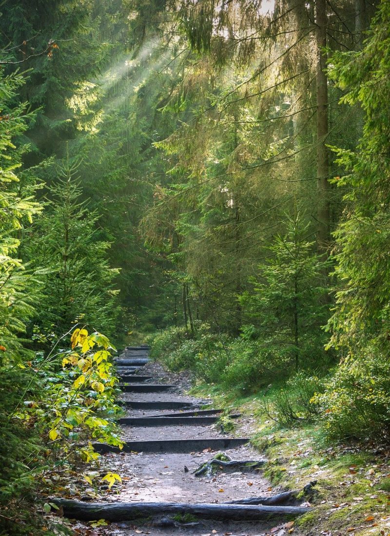 Der Wald: Kraftquelle für Deine Gesundheit