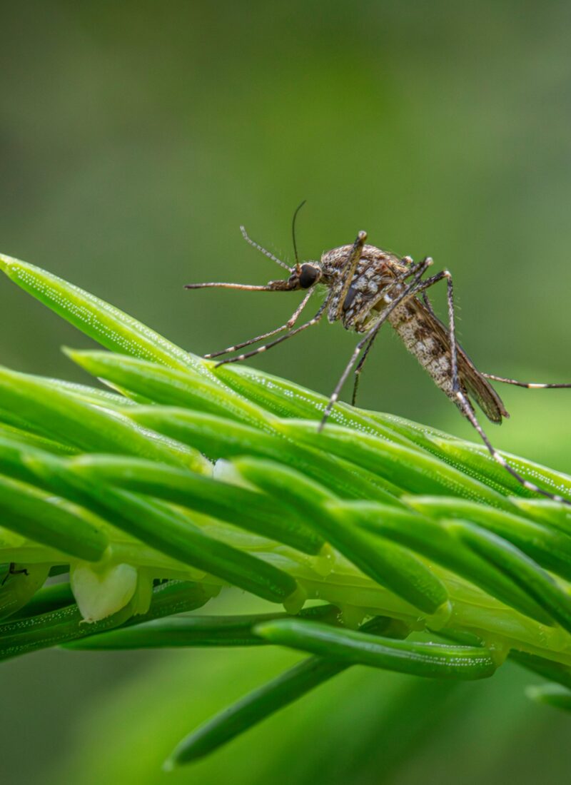 Sommer, Sonne, Mückenschutz – deine Ätherischen Öle im Juli